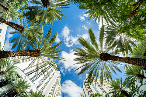 A stock photo of palm trees and buildings in the Brickell neighborhood of downtown, Miami, Florida.
