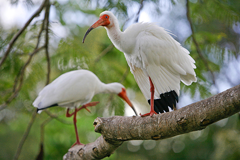 A photo of two Florida Ibis which is the University of Miami mascot.